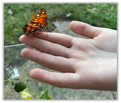 A butterfly on Caroline's hand